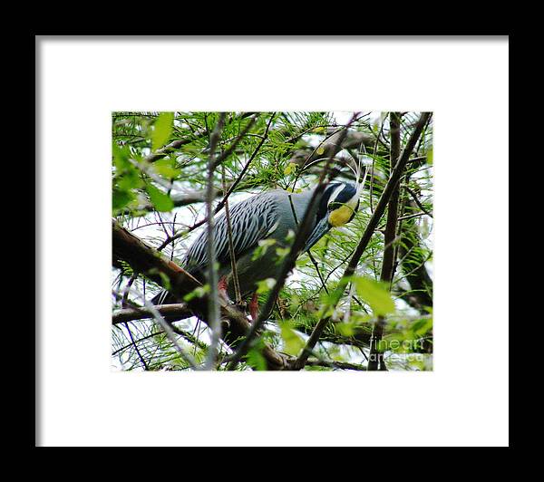 Bird Framed Print featuring the photograph Yellow Crowned Night Heron in Display by Lizi Beard-Ward