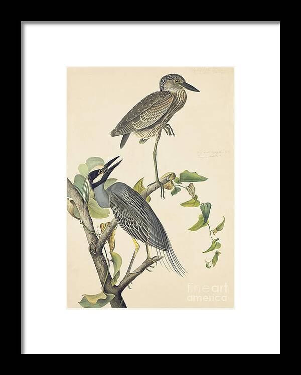 Wildlife Framed Print featuring the drawing Yellow-crowned Night-Heron by Celestial Images