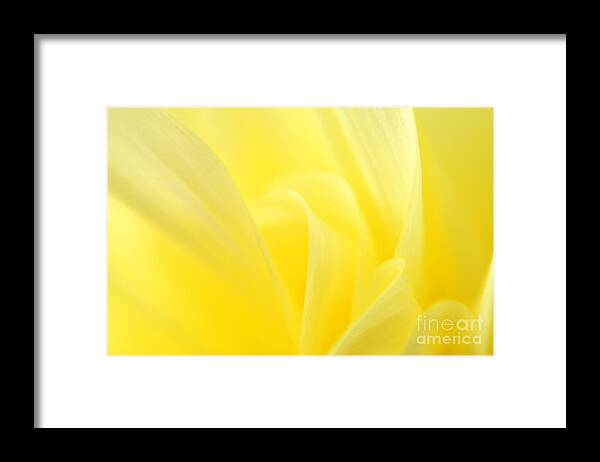 Nature Framed Print featuring the photograph Yellow Dahlia Close-up by Olivia Hardwicke