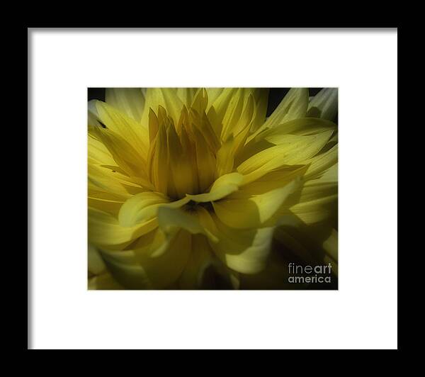 Dahlia Framed Print featuring the photograph Yellow Dahlia Flower Petals by Smilin Eyes Treasures