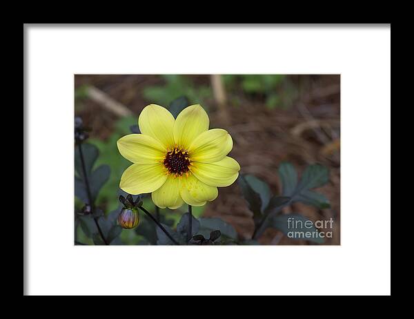 Yellow Framed Print featuring the photograph Yellow Dahlia by Ules Barnwell