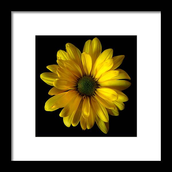 Flowers Framed Print featuring the photograph Yellow Daisy Still Life Flower Art Poster by Lily Malor