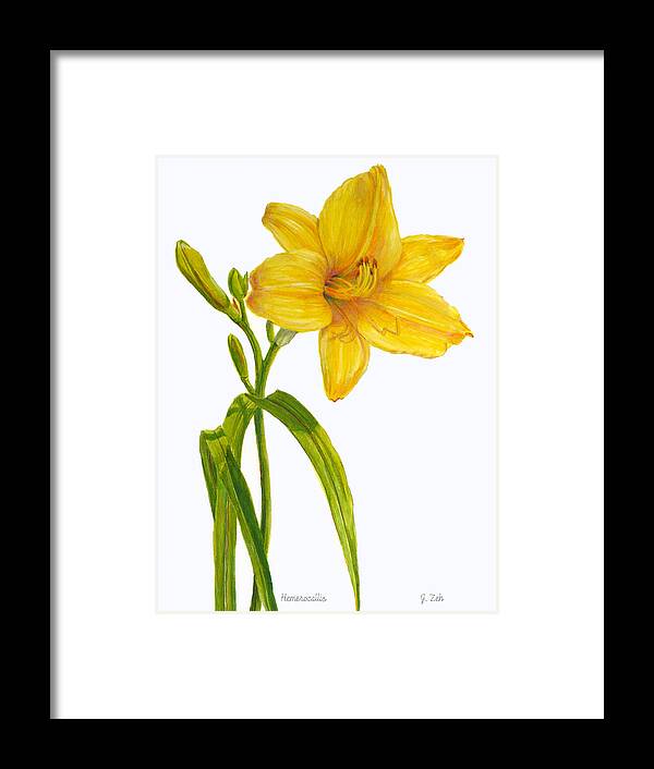 Daylily Framed Print featuring the painting Yellow Daylily - Hemerocallis by Janet Zeh