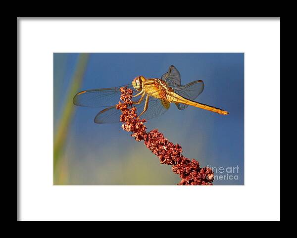 Yellow Dragonfly Framed Print featuring the photograph Yellow Dragonfly on Brown Reed by Carol Groenen