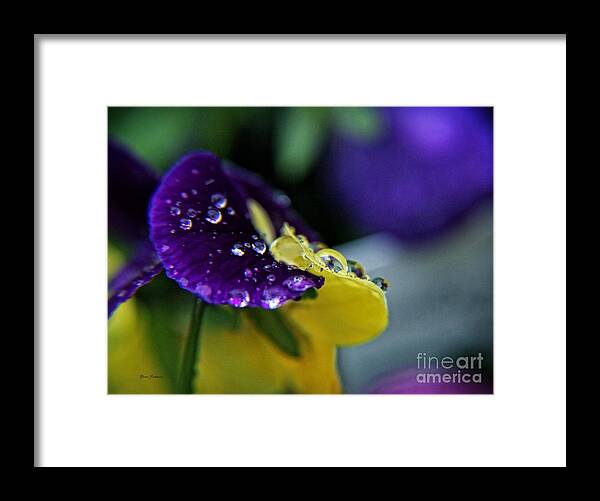 Pansy Framed Print featuring the photograph Yellow droplet by Yumi Johnson