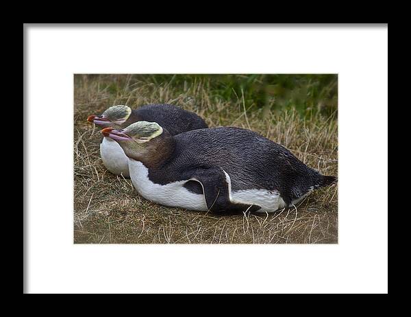 Eudyptes Framed Print featuring the photograph Sleeping Yellow Eyed Penguins by Venetia Featherstone-Witty