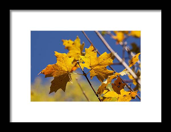 Yellow Framed Print featuring the photograph Yellow Fall Leaves by Kristy Jeppson