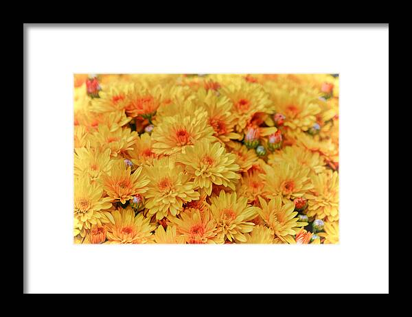 Mums Framed Print featuring the photograph Yellow Fall Mums by Beth Venner