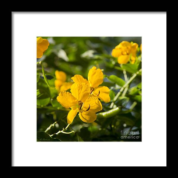 Yellow Framed Print featuring the photograph Yellow Fever 04 by Arik Baltinester