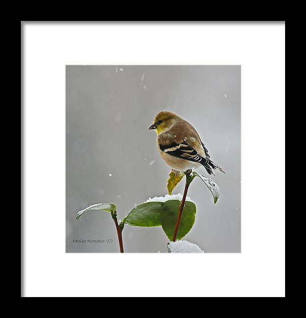 Goldfinch Framed Print featuring the photograph Goldfinch #2 by Denise Romano