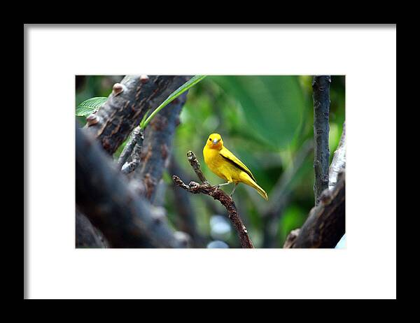 Macro Framed Print featuring the photograph Yellow Finch by Karen Nicholson