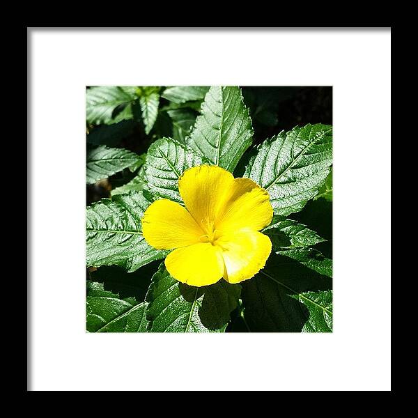 Flora Framed Print featuring the photograph #yellow #flora #flower #flowers by Damien Lamar