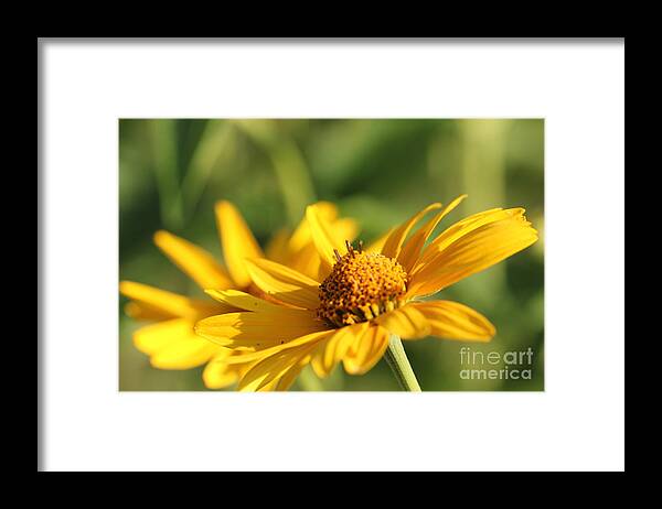 Blossom Framed Print featuring the photograph Yellow Flower by Amanda Mohler