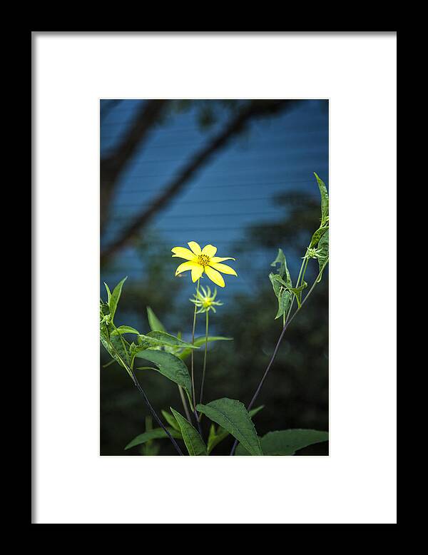 Brattleboro Vermont Framed Print featuring the photograph Yellow Flower Blue Wall by Tom Singleton