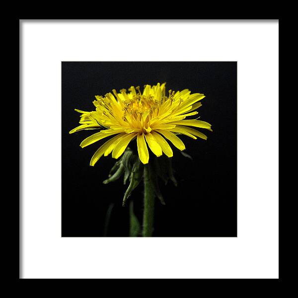 04.22.14_b Img_3371 Framed Print featuring the photograph Yellow Flower by Dorin Adrian Berbier