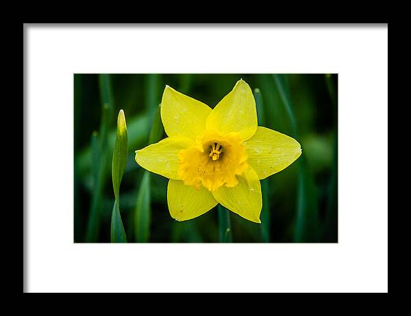 2008 Framed Print featuring the photograph Yellow Flower by Melinda Ledsome