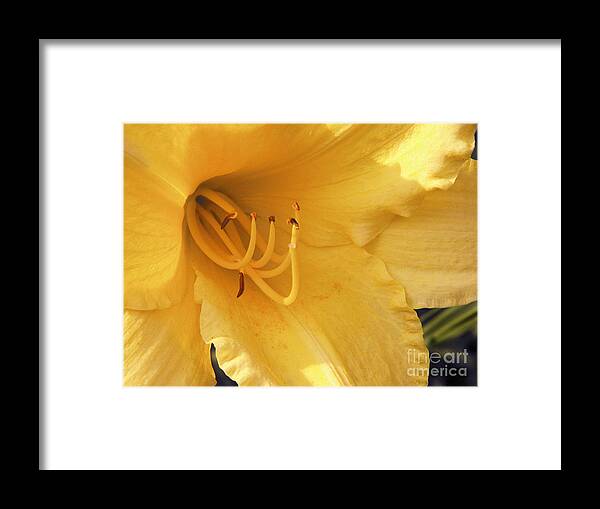 Flower Framed Print featuring the photograph Yellow Flower by Tom Brickhouse