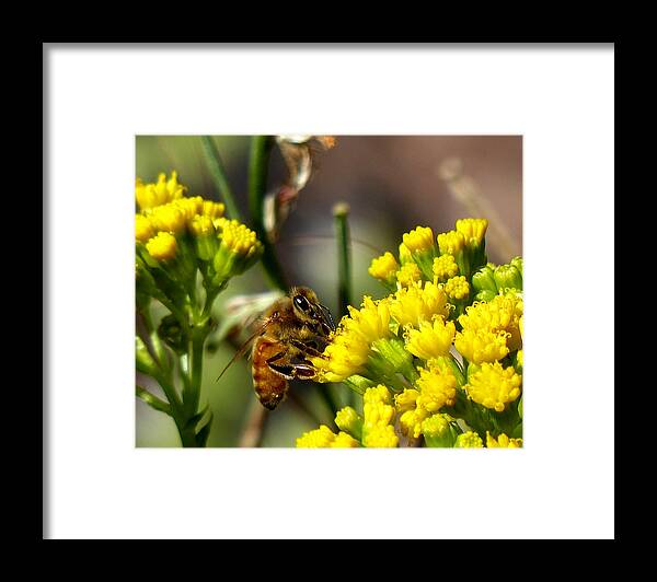Bee Framed Print featuring the photograph Yellow flowers are best by Thomas Samida