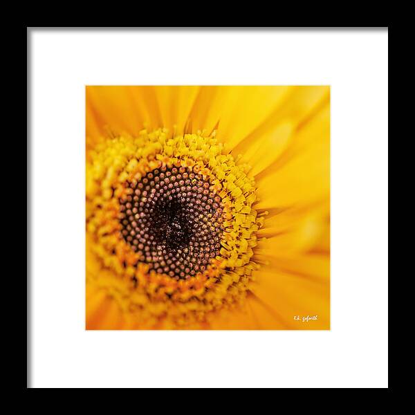 Yellow Gerbera Framed Print featuring the photograph Yellow Gerbera Squared by TK Goforth