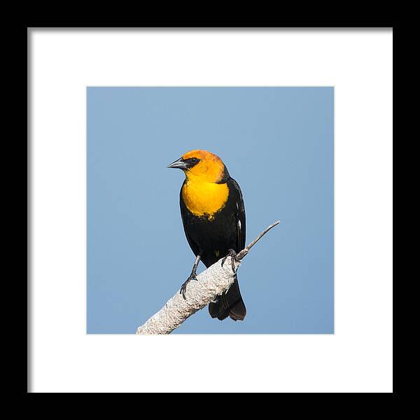 Black Bird Framed Print featuring the photograph Yellow Headed Blackbird by Jack Bell