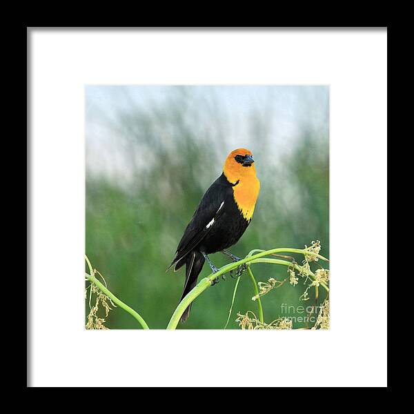 Black Framed Print featuring the photograph Yellow headed Blackbird by Roxie Crouch