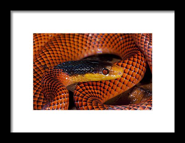 Feb0514 Framed Print featuring the photograph Yellow-headed Calico Snake Yasuni by Pete Oxford