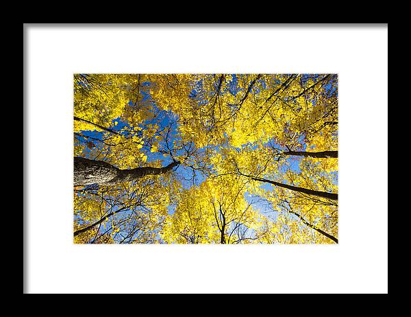 Autumn Framed Print featuring the photograph Yellow in the Sky by Gej Jones