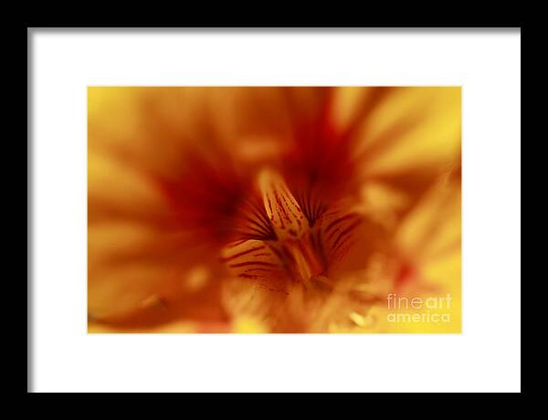 Florals Framed Print featuring the photograph Yellow Into Red by John F Tsumas