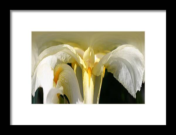 Flowers Framed Print featuring the photograph Yellow IRis 102 by Jim Baker
