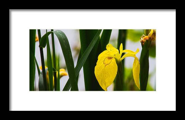 Europe Framed Print featuring the photograph Yellow iris by Roberto Pagani