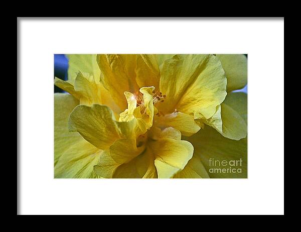 Flowers Framed Print featuring the photograph Yellow is Yellow by Alison Caltrider