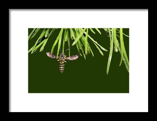 Yellow Jacket At Pine Needles With Raindrops Framed Print featuring the photograph Yellow Jacket At Pine Needles With Raindrops by Daniel Reed