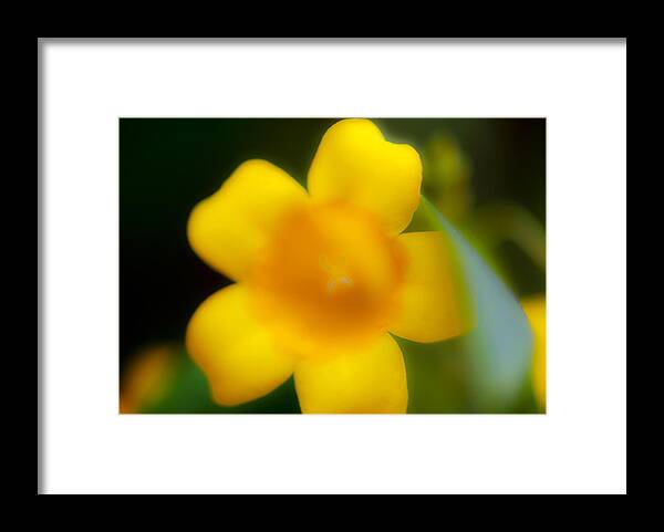 Flower Framed Print featuring the photograph Yellow Jasmine I by Stephen Anderson