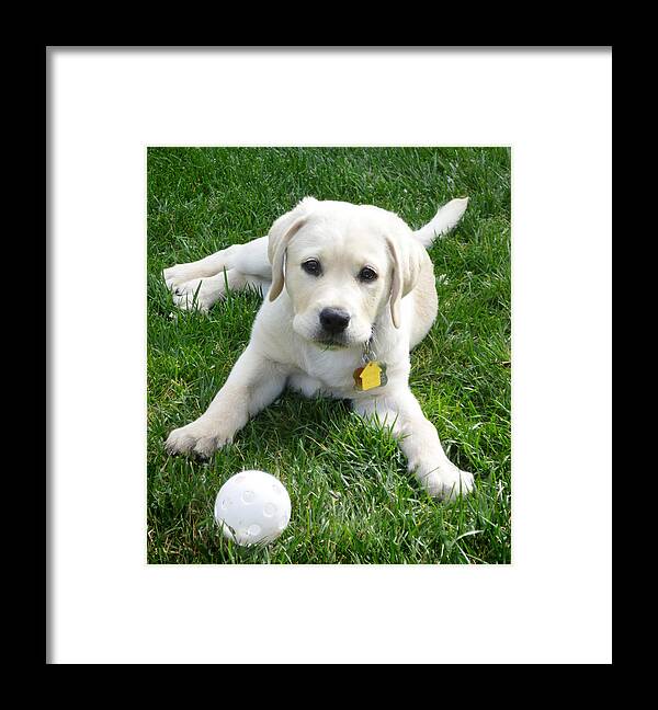 Puppy Framed Print featuring the photograph Yellow Lab Puppy Got A Ball by Irina Sztukowski