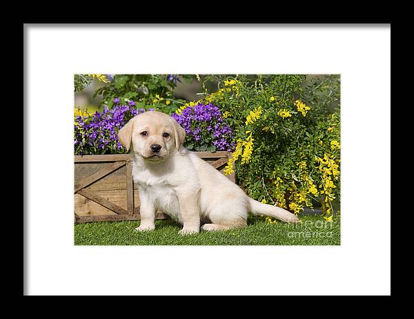Labrador Retriever Framed Print featuring the photograph Yellow Labrador Puppy by Jean-Michel Labat