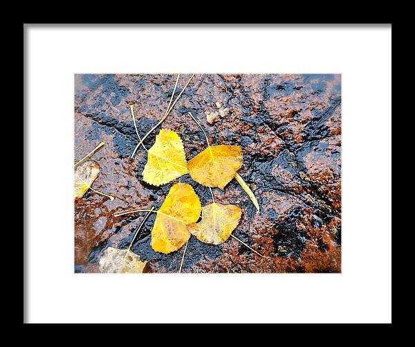 Damp Framed Print featuring the photograph Yellow Leaves by Jody Partin
