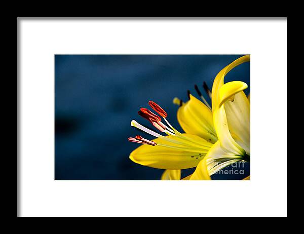 Lily Framed Print featuring the photograph Yellow Lily Stamens by Robert Bales