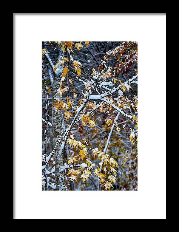 Snow Framed Print featuring the mixed media Yellow Maple and Snow by John Haldane