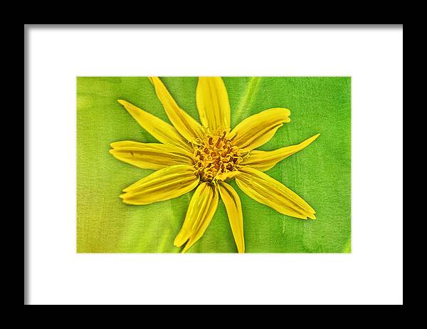 Flower Framed Print featuring the photograph Yellow Mountain Bloom by Jerry Nettik