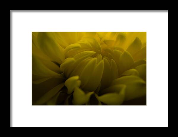 Flower Framed Print featuring the photograph Yellow Mum by Jim Shackett