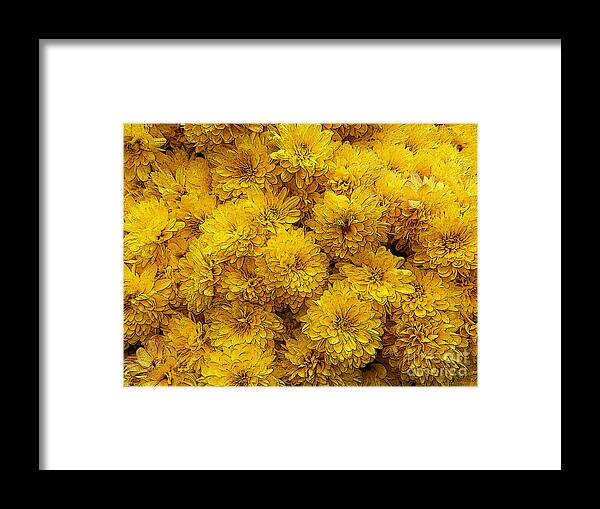 Mums Framed Print featuring the photograph Yellow Mums The Word by Paul Mashburn