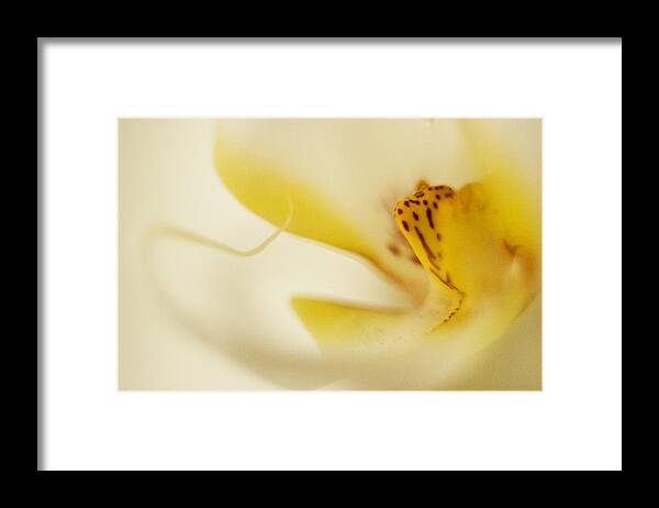 Yello Framed Print featuring the photograph Yellow Orchid by Bradley R Youngberg