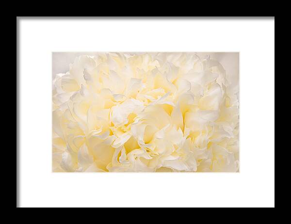 Peony Framed Print featuring the photograph Yellow Peony Petals by Leda Robertson