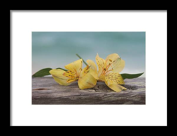 Peruvian Framed Print featuring the photograph Yellow Peruvian Lilies by Cathy Lindsey