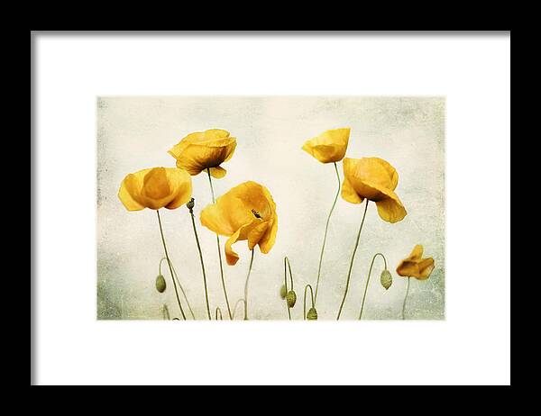 Poppy Photography Framed Print featuring the photograph Yellow Poppy Photography - Yellow Poppies - Yellow Flowers - Olive Green Yellow Floral Wall Art by Amy Tyler