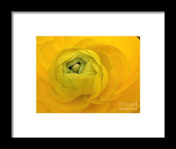 Yellow Framed Print featuring the photograph Yellow Ranunculus by Jacklyn Duryea Fraizer