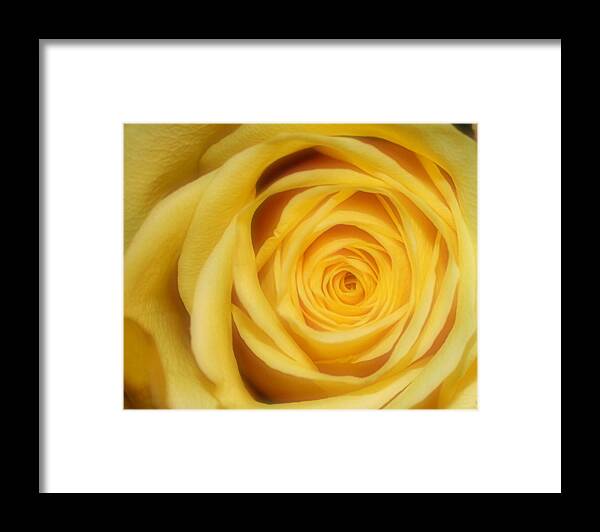 Yellow Framed Print featuring the photograph Yellow Rose by Inspired Arts