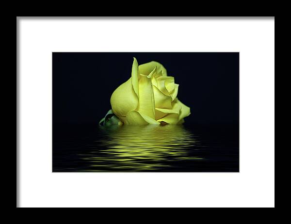 Yellow Rose Framed Print featuring the photograph Yellow Rose II by Sandy Keeton