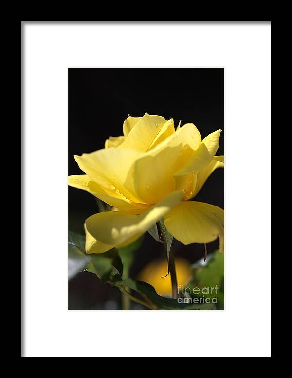 Rose Framed Print featuring the photograph Yellow Rose by Joy Watson
