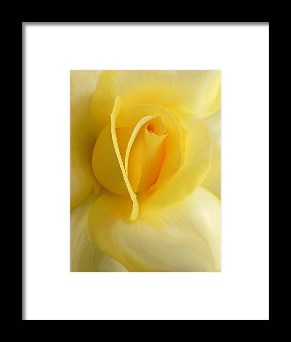 Rose Framed Print featuring the photograph Yellow Rose Portrait by Jennie Marie Schell